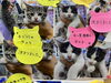 「子猫の里親さん決定について」