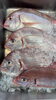 宮崎市場の日は、魚を1匹まるごとご用意しています「【今が旬の鱈と牡蠣がおすすめ！】熟練の目利きスタッフが選んだ鮮魚で冬の食卓を豊かに🦪」