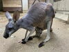 シソと仔「アカカンガルーの赤ちゃんが顔を出しました！」