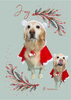 「Dog salon mofu mofu　余市町」