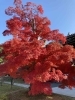 智積院の紅葉「赤の世界」
