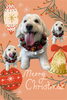 「Dog salon mofu mofu　余市町」