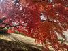 「常陸風土記の丘　紅葉見頃🍁」