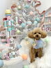 リクくん「Merry Xmas 🎄」