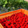 『今シーズン初収穫🍓』