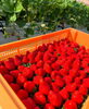 「『今シーズン初収穫🍓』」