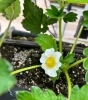 「いちごさんぽ園です🍓」