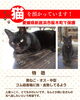 「迷い猫を保護しています【新居浜市桜木町付近】」
