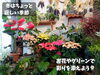「お花で暮らしに彩りを！魚沼市の佐藤花店さん、季節のお花たくさん入荷しています。」