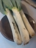 上州下仁田葱焼き「下仁田葱」