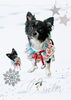「Dog salon mofu mofu　余市町」