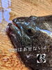 「天然ヒラメ入荷致しました！」