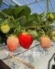 「やっと第一号が色付きました🍓」