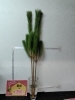 「【泉佐野市、貝塚市、熊取町でお住まい】の方でお正月に松を飾りたい方にオススメの花屋りっちゅ情報」