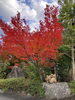 「やっと紅葉〜♪ 八尾市から割と近い奈良」