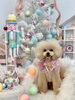 ここあちゃん「MerryXmas🎄」