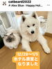 ラグの伊之助&サモの雅空「ペットホテル 年末年始【⠀札幌 北区 catbeard キャットビヤード 】」