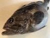 北海道で揚がったソイ「ソイ」