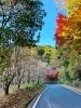 12月でも楽しめた紅葉 in富士.富士宮「今年は長く楽しめましたね【静岡市／葵区／予約制/プライベートサロン／ネイル／紅葉」