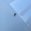 小さなトンボのようなすがたのカゲロウ「幸運をもたらす虫【静岡市／葵区／予約制/プライベートサロン／ネイル）」