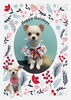 「Dog salon mofu mofu　余市町」