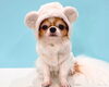「【愛犬がくまさんに大変身！？】大人気のラメボアコート🐻✨」