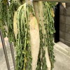 「発酵生活　～干し野菜～　干し野菜をつくろう！」