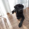 犬のいる暮らし「住宅/新築/注文住宅/愛犬家住宅/ペットと暮らす/愛犬/犬/ペットのおうち/オーダーメイド/住宅プランニング/間取り/分譲地/ペットのいる暮らし/大河原建設/土地/ソライエ/soraie/ZEROBASE」