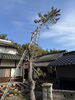 高～く伸びた松の木💡「ベンリー福山東🌟昨日のお仕事😌木の伐採作業💪」