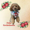 「Dog salon mofu mofu　余市町」