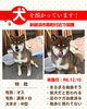 「迷い犬を保護しています【新居浜市寿町付近】」