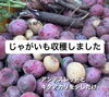 無農薬、無化学肥料で育てております✨「畑の冬野菜始まっております🙌」