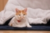 コタツに入ってぽ～～っとしている愛猫（ビャク君）「寒がり編集部員の今年ハマったもの⭐」