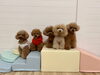 にこ☆くま☆つぐお☆おとめ☆さらん「ましゅまろ幼稚園☃️」