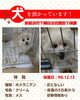 「迷い犬を保護しています【新居浜市郷3丁目付近】※保護された日（2024年12月13日）」