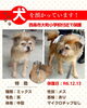 「迷い犬を保護しています【西条市 大町小学校 北側付近】」