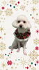 「Dog salon mofu mofu　余市町」