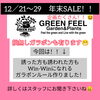 EVENT開催致します！「【年末SALE開催致します！福島市観葉植物専門店GREENFEEL】」