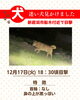 「2024年12月17日、18：30頃の目撃情報です。迷い犬かも？【新居浜市船木付近】」