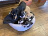 「みんな一緒に💤」