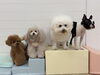 くまくん☆ＹuＹu☆ぱんちゃん☆ぽんちゃん「ましゅまろ幼稚園🐾」