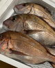 「本日鮮魚入荷致しました」