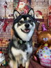笑顔が可愛い　まめちゃん「誕生日おめでとう(o^^o)」