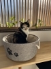 保護猫カフェ［だんろ］さんの猫ちゃん「実はご近所さん〜静岡葵区＊子連れOK！隠れ家ネイルサロンで癒しの時間」