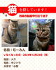 「迷い猫を探しています【西条市船屋甲】※不明になった日（2024年12月23日）」