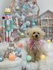 花ちゃん「MerryXmas🎄」
