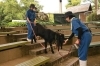 初めての練習の日、階段が苦手でした「キーパー飼育日記 “クロの挑戦”」