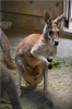 ナナイロの袋から顔を出す仔「アカカンガルーの赤ちゃんとパルマワラビーの赤ちゃんが顔を出しました！」