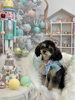 オトくん「まだMerry Xmas🎄　笑」