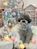 もっふぃーくん「MerryXmas🎄」